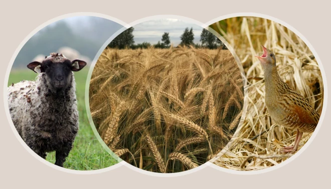 Lauksaimniekiem šogad tiešmaksājumus pārsvarā gadījumu izmaksās agrāk nekā iepriekš – līdz šī gada beigām.