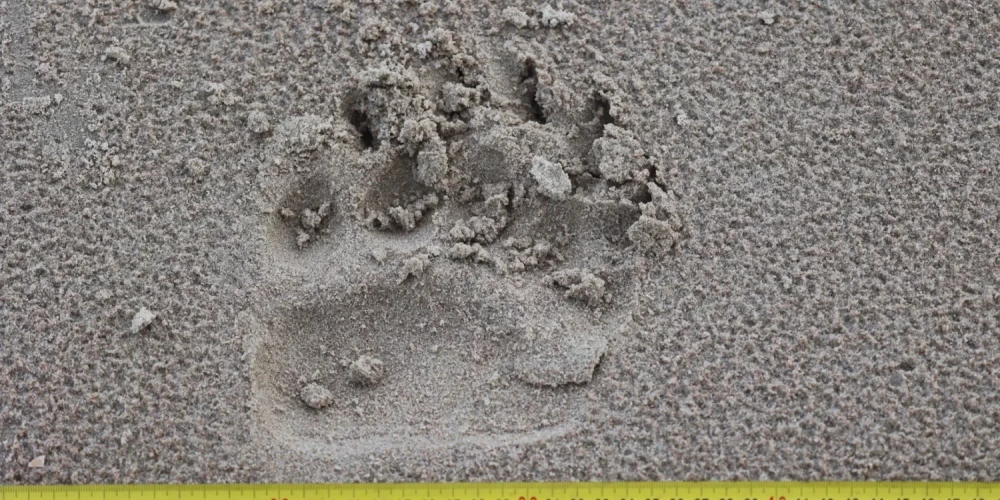 Представители Национального парка Слитере сообщили, что на прошлой неделе в парке зафиксировано присутствие бурого медведя.