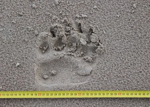 Представители Национального парка Слитере сообщили, что на прошлой неделе в парке зафиксировано присутствие бурого медведя.