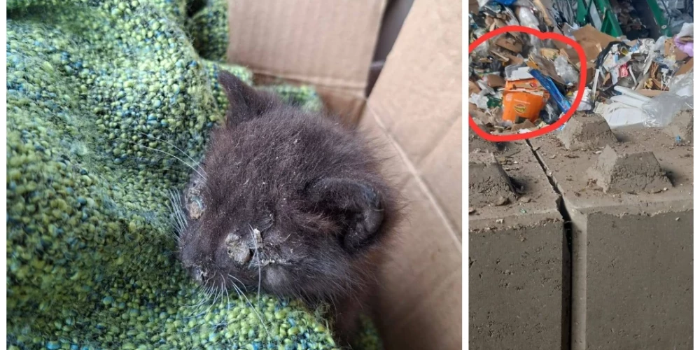 Viens no atrastajiem kaķēniem un atrašanas vieta (foto: "Madonas Dzīvnieku Draugi" / "Facebook"; kolāža: jauns.lv)