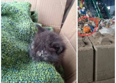 Viens no atrastajiem kaķēniem un atrašanas vieta (foto: "Madonas Dzīvnieku Draugi" / "Facebook"; kolāža: jauns.lv)