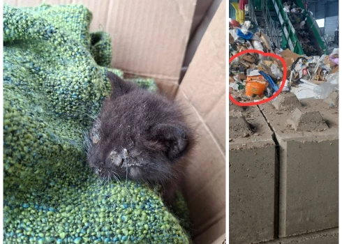 Viens no atrastajiem kaķēniem un atrašanas vieta (foto: "Madonas Dzīvnieku Draugi" / "Facebook"; kolāža: jauns.lv)