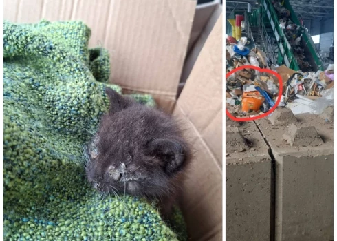 Один из найденных котят и место, где они были найдены.