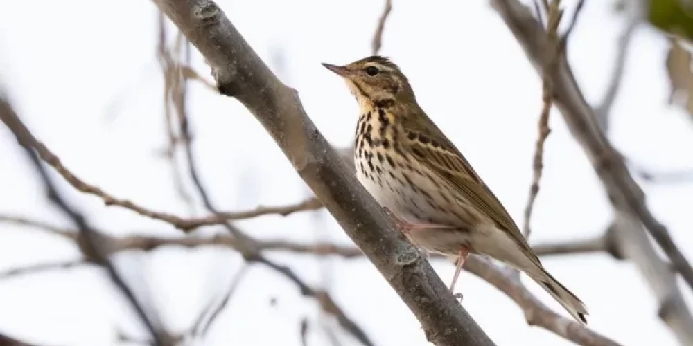 Pirmo reizi Latvijā novērota Taigas čipste.