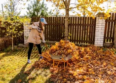 Rudens darbi dārzā: kā labāk savākt sakritušās lapas?