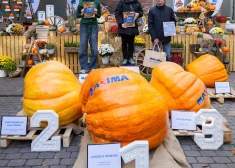 FOTO: "kronēts" brangākais ķirbis Latvijā! Milzenis izaudzēts Kuldīgas novadā