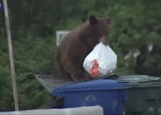 Pa miskasti ložņājošs lācis kļūst par laika ziņu zvaigzni. VIDEO
