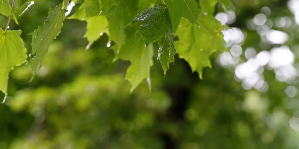 В среду существенных осадков не ожидается.