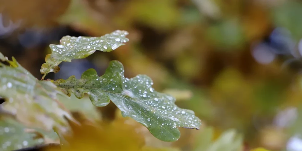 Ближайшие дни будут облачными и дождливыми.