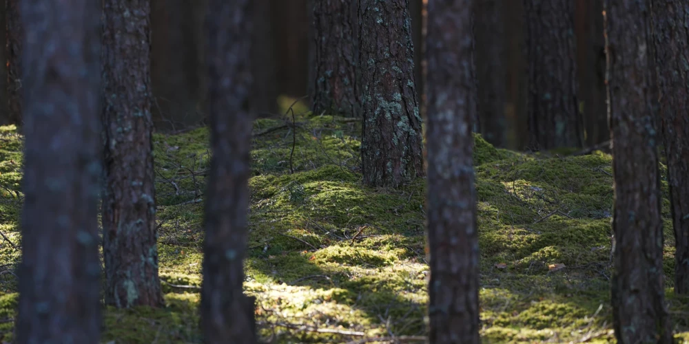 Ilustratīvs attēls.