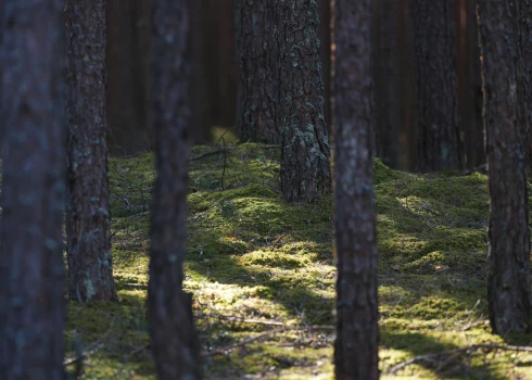 Ilustratīvs attēls.