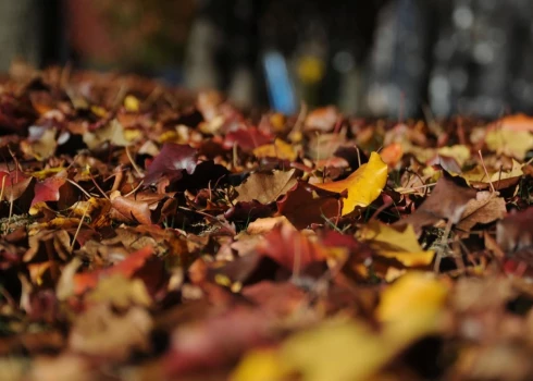 Рижанам предлагают сдать листья — бесплатно и по новым адресам.