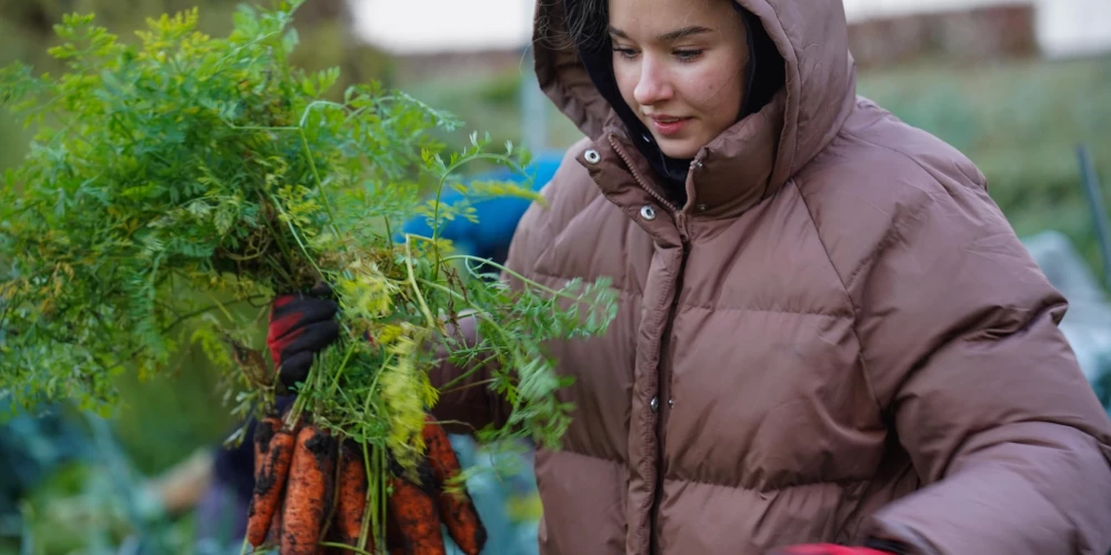 Bulduru tehnikuma audzēkņi piedalās gan ražas novākšanā, gan datu iegūšanā un apkopošanā.
