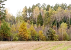 В пятницу потеплеет до +15 градусов