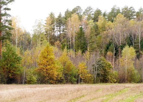 Иллюстративное фото.