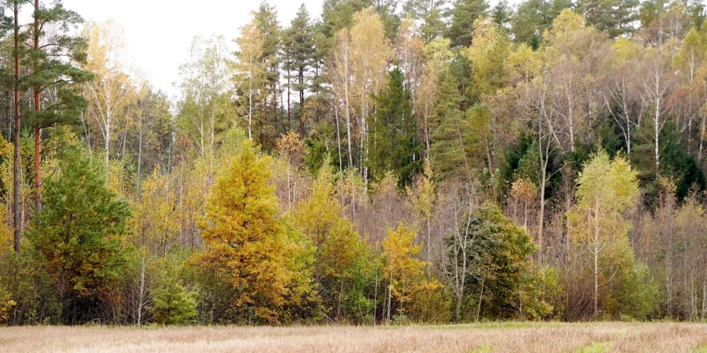 Rudens ainava Saulkrastu novadā.