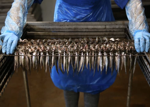 Без салаки и жизнь не мила.