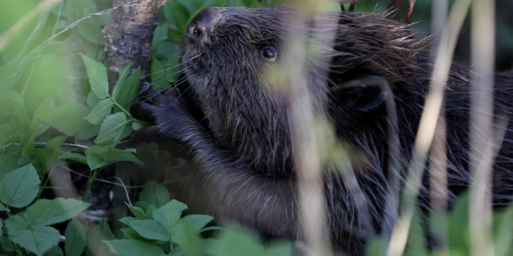 Бобры готовятся к зиме.