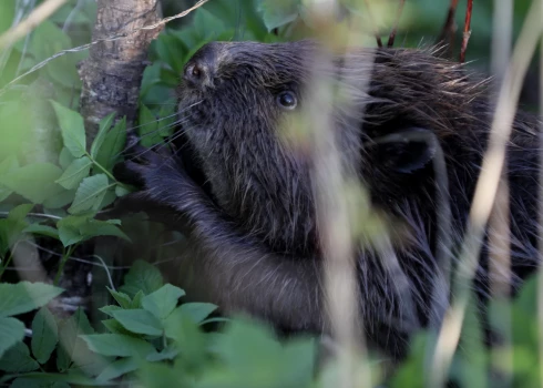 Бобры готовятся к зиме.