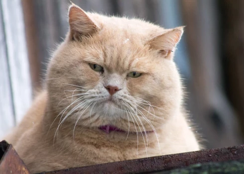 Иллюстративное фото.