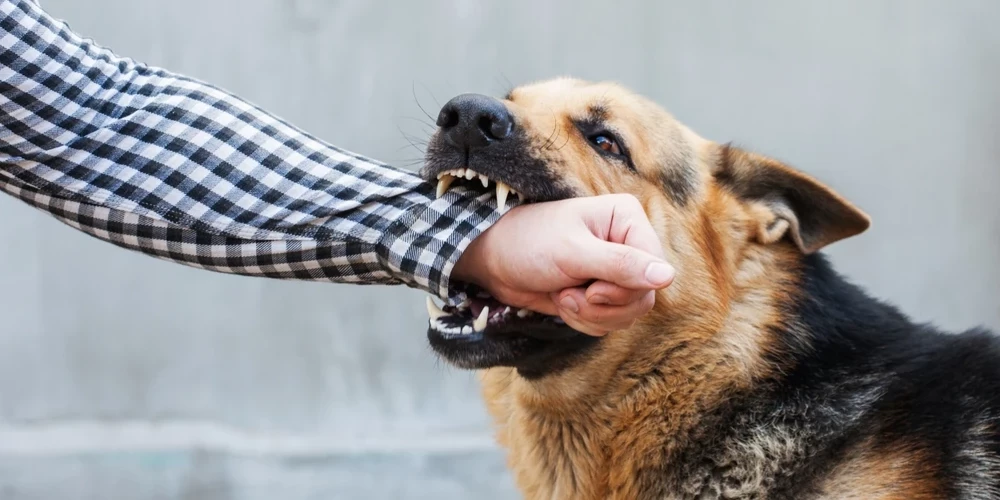 Если собака действовала в обороне, административная ответственность не наступает.