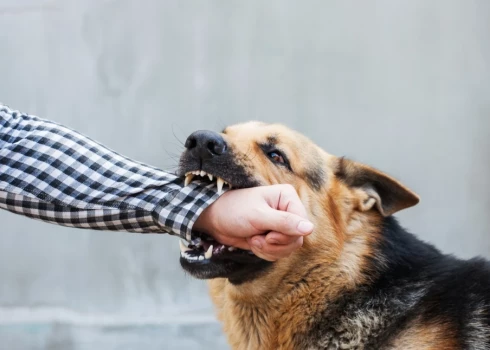 Если собака действовала в обороне, административная ответственность не наступает.