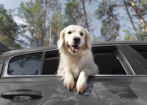 При перевозке животных в автомашине важно соблюдать ряд простых, но важных мер безопасности.