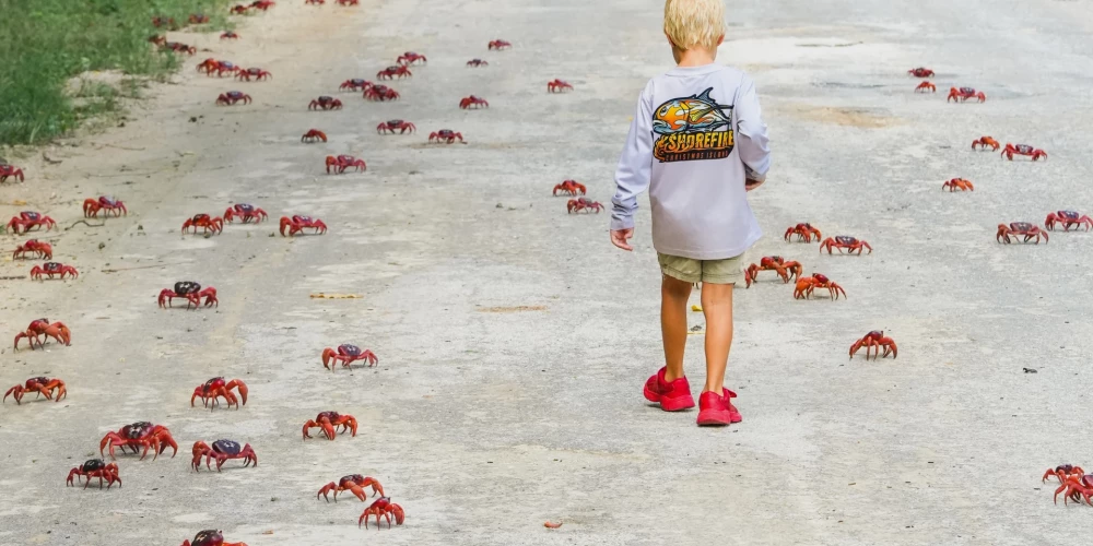 Puika Ziemassvētku salā sarkano krabju migrācijas laikā (foto: Scanpix / AP)