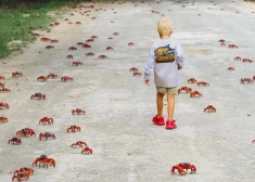 Ziemassvētku salā sākusies sarkano krabju migrācija. Šo skatu nav iespējams aizmirst!