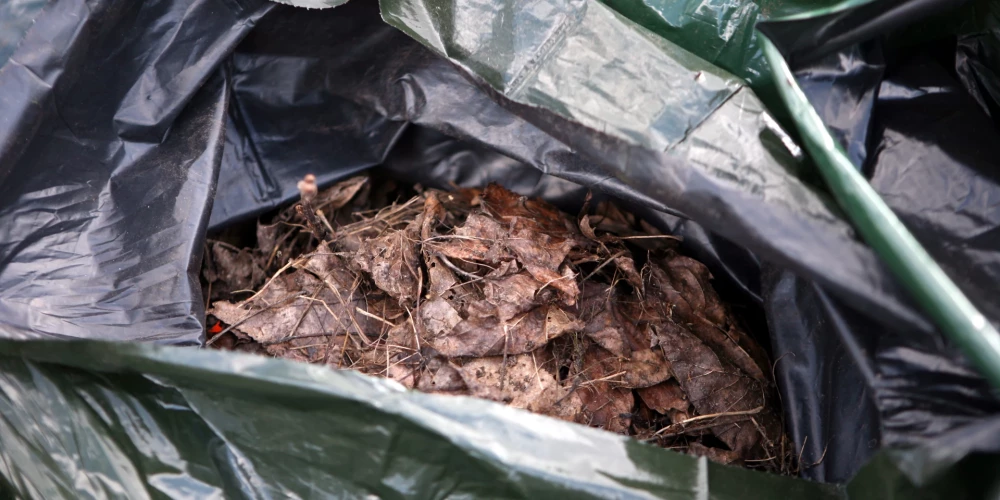 Maisi ar lapām pēc talkas