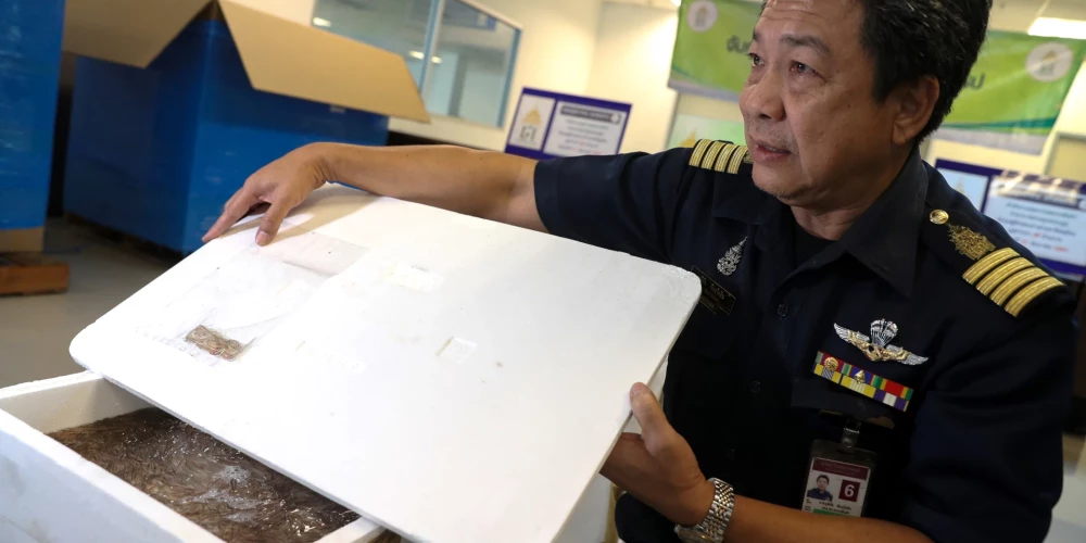 Taizemē aizturēta stiklu zušu kontrabanda.