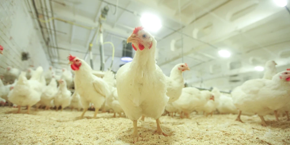 Ķekavas vistiņas netiek turētas sprostos.