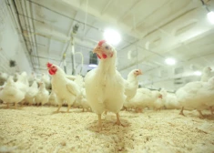 “Vistu vai Neko”: Gada uzņēmums pārtikas ražošanā – “Ķekava Foods”