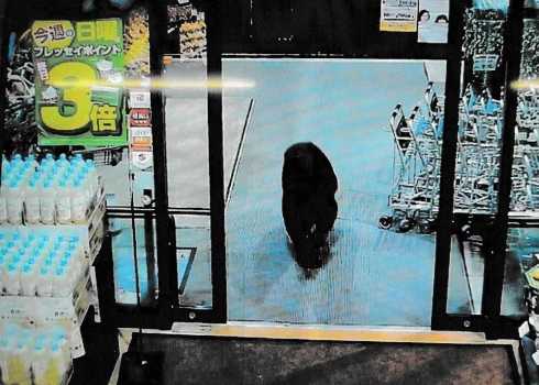 Lācis, kas staigā pa veikalu Numatā, Gunmas prefektūrā Japānā.