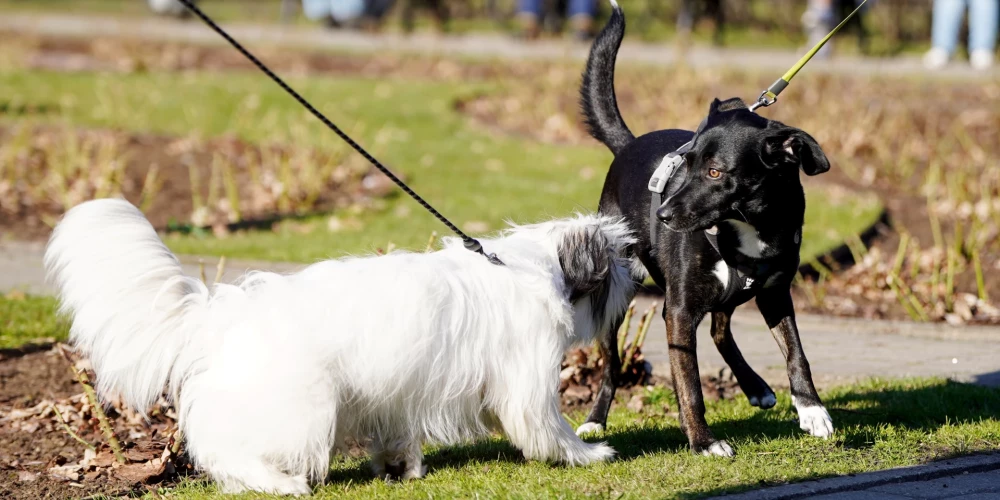 Хозяевам собак следует быть начеку.