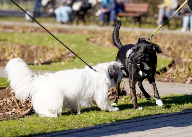 Ситуация тревожная: в Латвии среди собак быстро распространяется опасное заболевание