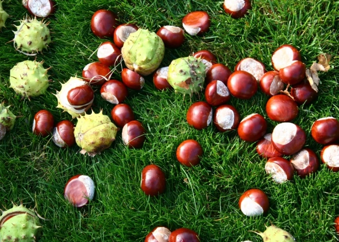 Tautas medicīna: kāds labums no kastaņiem?