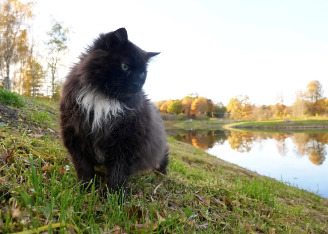В Риге в среду значительных осадков не ожидается, местами выглянет солнце