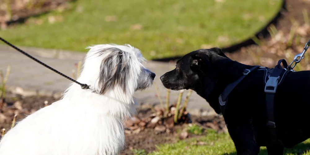 Veterinārārsti brīdina par pieaugošo ar leptospirozi saslimušo suņu skaitu. 