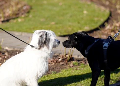 Veterinārārsti brīdina par pieaugošo ar leptospirozi saslimušo suņu skaitu. 