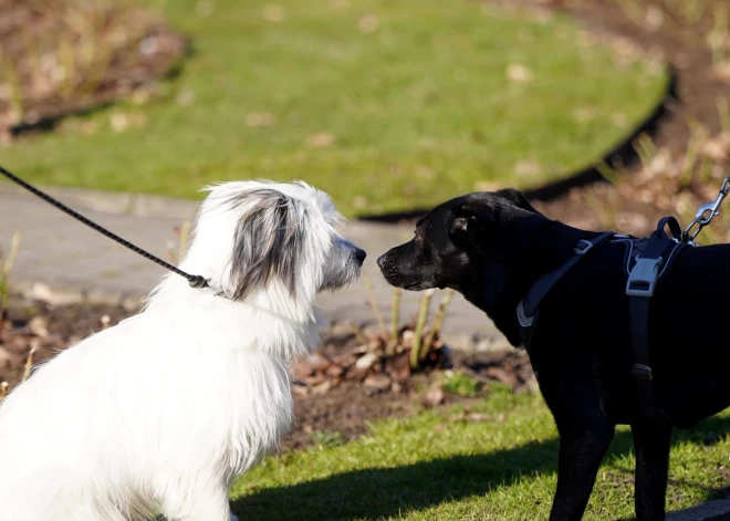 Veterinārārsti brīdina par pieaugošo ar leptospirozi saslimušo suņu skaitu