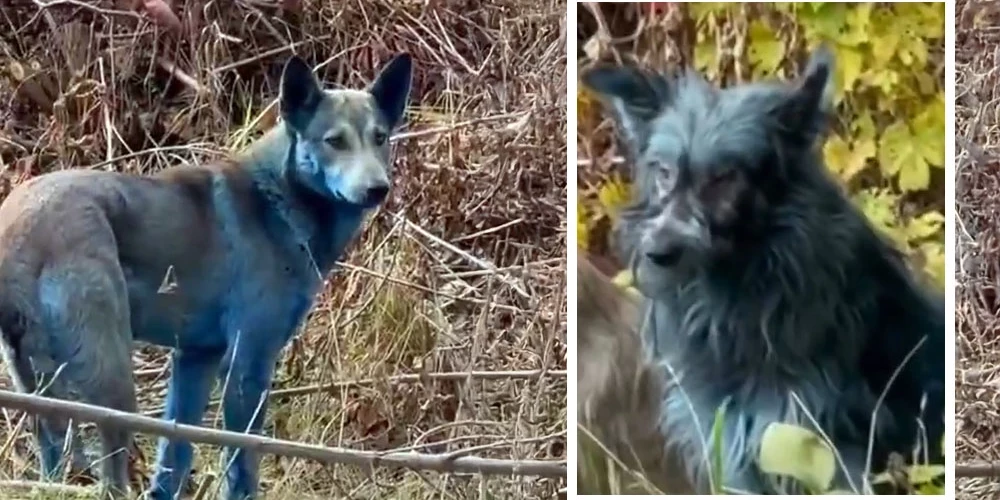Tiek apsvērta iespēja, ka suņi varētu būt nonākuši saskarē ar ķīmiskām vielām.