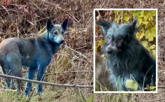 Tiek apsvērta iespēja, ka suņi varētu būt nonākuši saskarē ar ķīmiskām vielām.