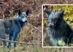 ВИДЕО: в Чернобыле замечены собаки с голубой шерстью и иммунитетом к радиации