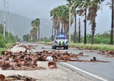 Jamaiku posta vēl nepieredzēta spēka viesuļvētra "Melisa", plūdi var ienest krokodilus pilsētās