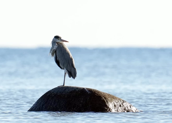 Dienā saule gaisu sasildīs līdz +11 grādiem