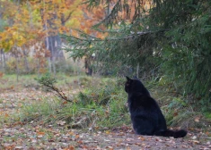 Novembra sākumā gaidāms silts un brīžiem lietains laiks