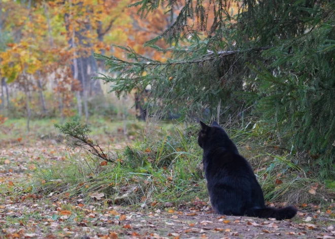 Novembra sākumā gaidāms silts un brīžiem lietains laiks
