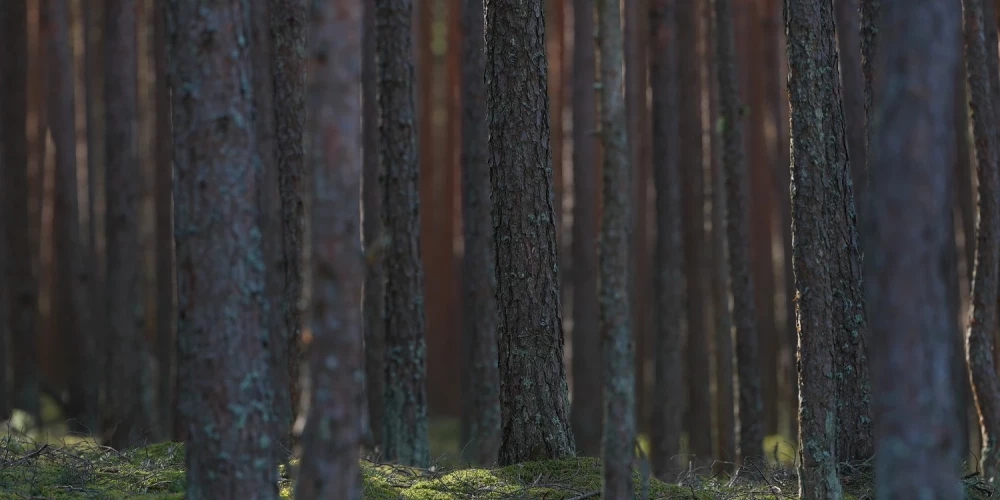 Cēsu novadā no meža izvesti divi apmaldījušies cilvēki. 