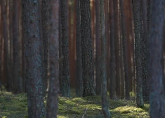 Cēsu novadā no meža izvesti divi apmaldījušies cilvēki